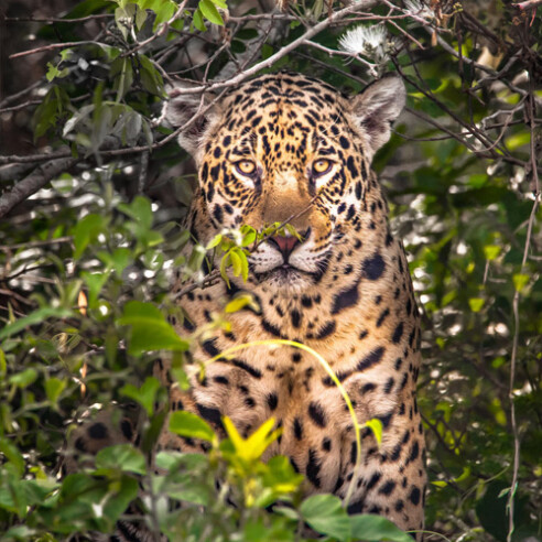 araquem3