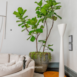 Organne Vasos Decor -