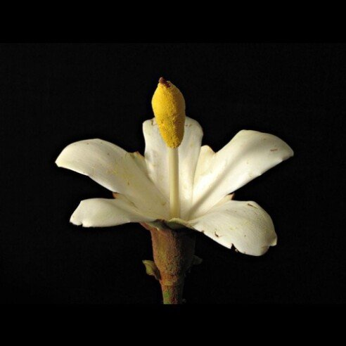 Imagem_Identificação1_500x500